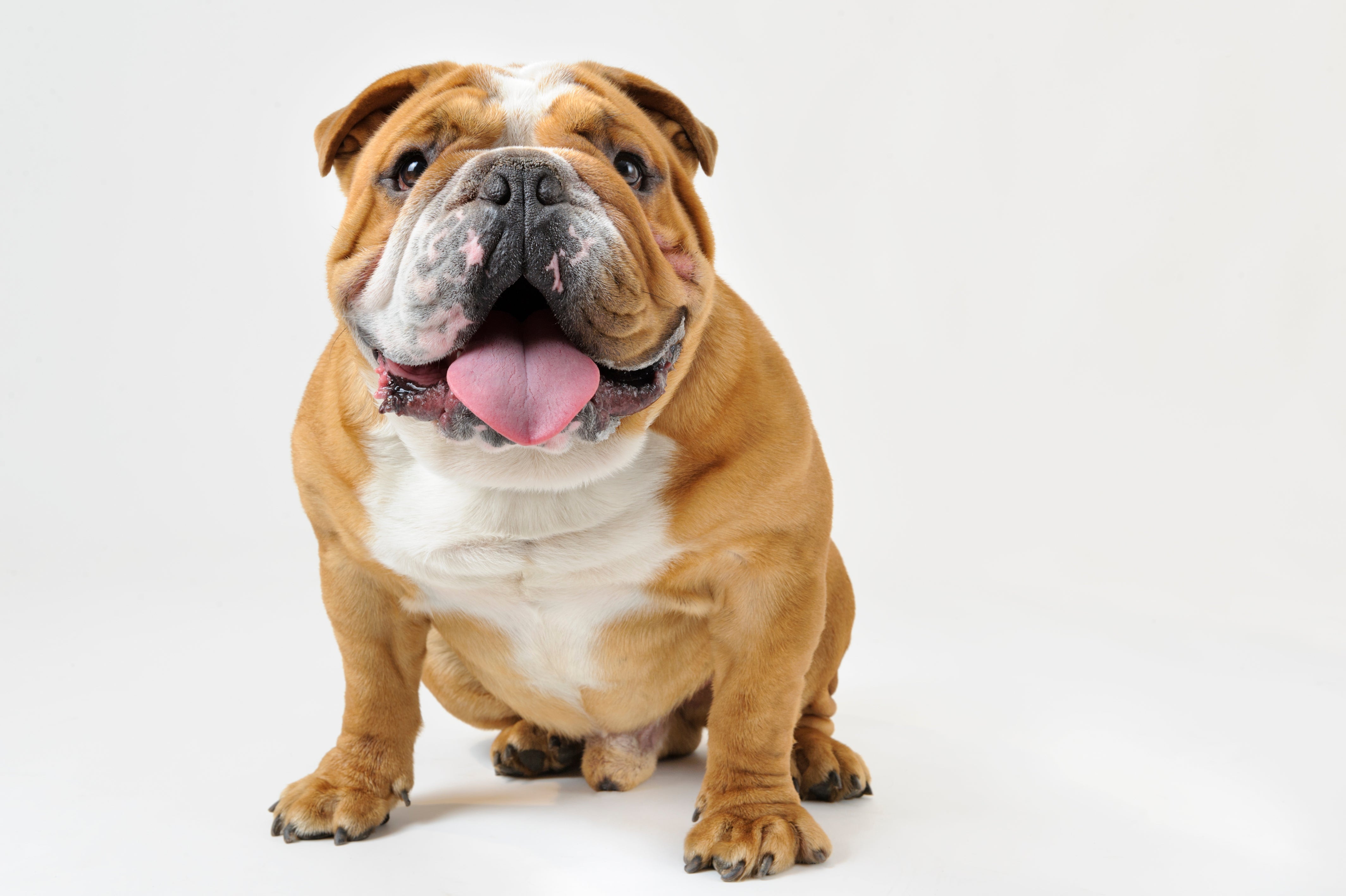 Bulldogs for Adoption in Pelahatchie, Mississippi | Petfinder